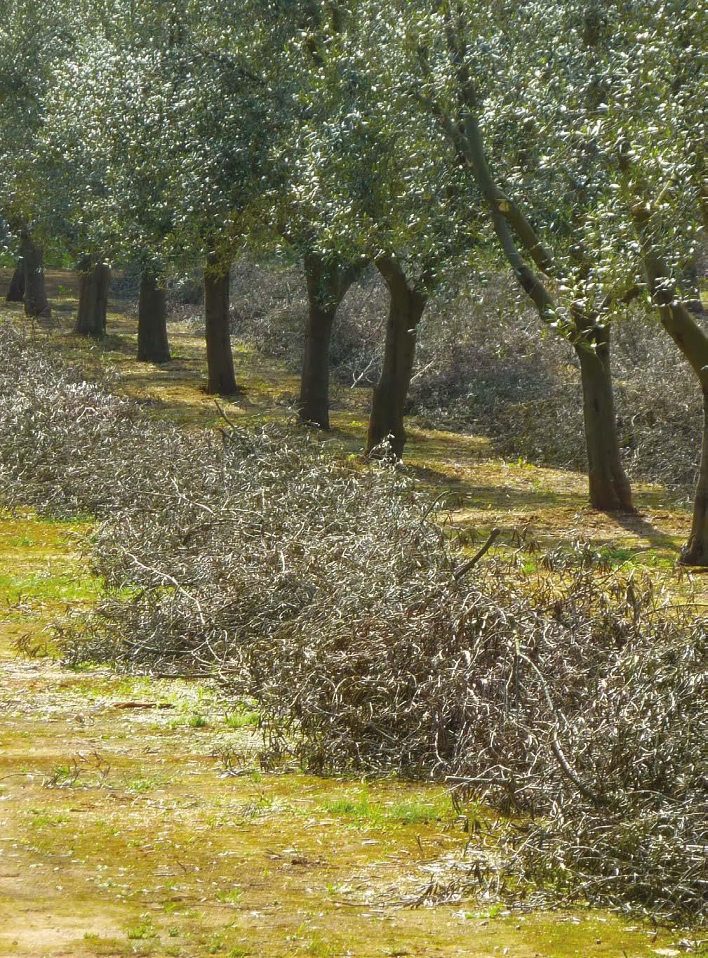 10 Considerazioni generali operative sulla raccolta dei residui di potatura in vigneti, oliveti e noccioleti I costi di raccolta delle potature nei vigneti (20-65 /t) sono superiori rispetto a quelli