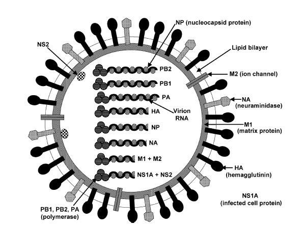 Genoma virale Genoma costituito da molecole di RNA SEGMENTATO 8 segmenti diversi