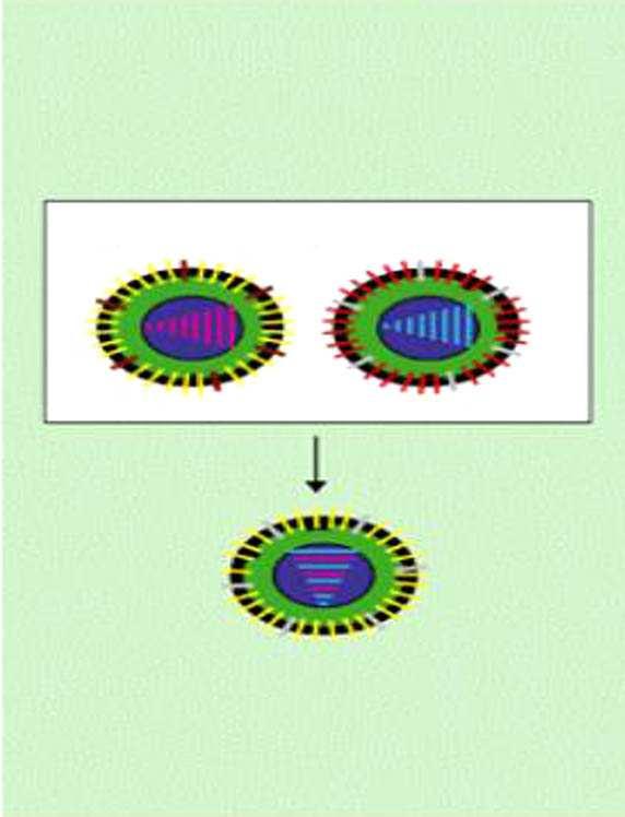 Come avviene l antigenic shift 2 virus influenzali con diverse caratteristiche infettano la STESSA cellula Il genoma del virus prodotto può essere una COMBINAZIONE dei segmenti dei 2 virus parentali