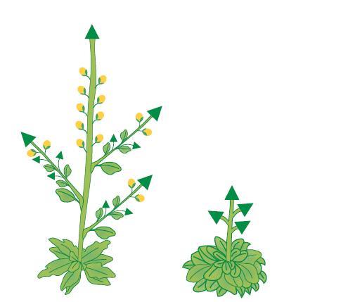 Tutte le vie cooperano nella regolazione di un certo numero di geni definiti integratori fiorali, la loro corretta attività permette il complesso processo della fioritura, fra cui FLOWERING LOCUS T