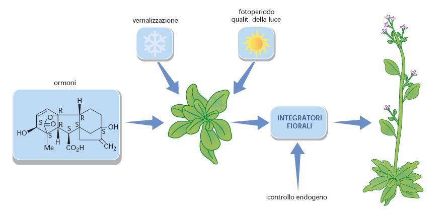 In Arabidopsis sono state individuate 4 vie che controllano l induzione fiorale e cioè la via che dipende dal fotoperiodo, quella che dipende dalla temperatura (vernalizzazione), una via autonoma