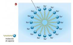 Un esempio molto diffuso di fosfolipide è la lecitina (fosfatidilcolina), in cui la molecola contenente azoto è la colina.