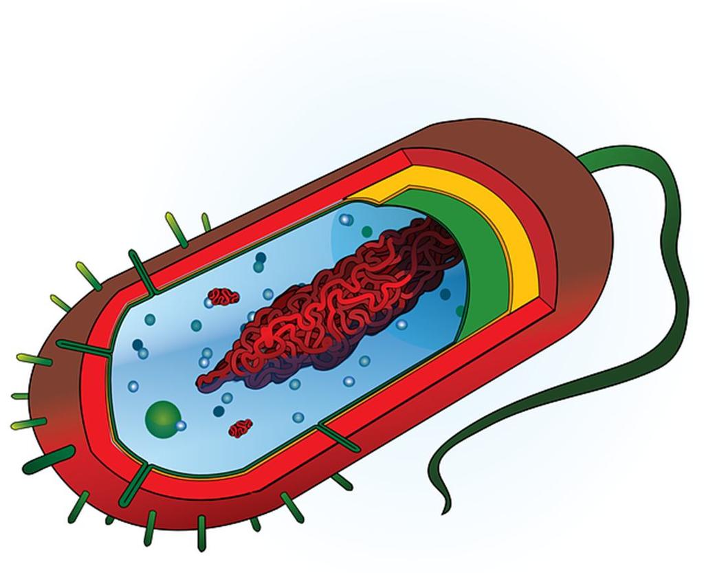 NUCLEOIDE Zona nel citoplasma dei procarioti in cui risiede il DNA, sotto forma di un unico cromosoma, costituito da una molecola di DNA a doppia elica (2 catene polinucleotidiche).