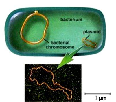 PLASMIDI Nel citoplasma della cellula procariotica, vi possono essere piccole porzioni di materiale genetico extracromosomiale, circolare, denominate plasmidi.