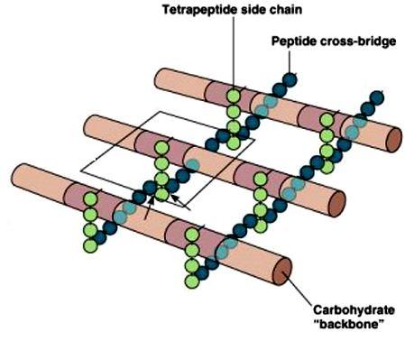 Il peptidoglicano è una struttura rigida, simile ad una rete formata da