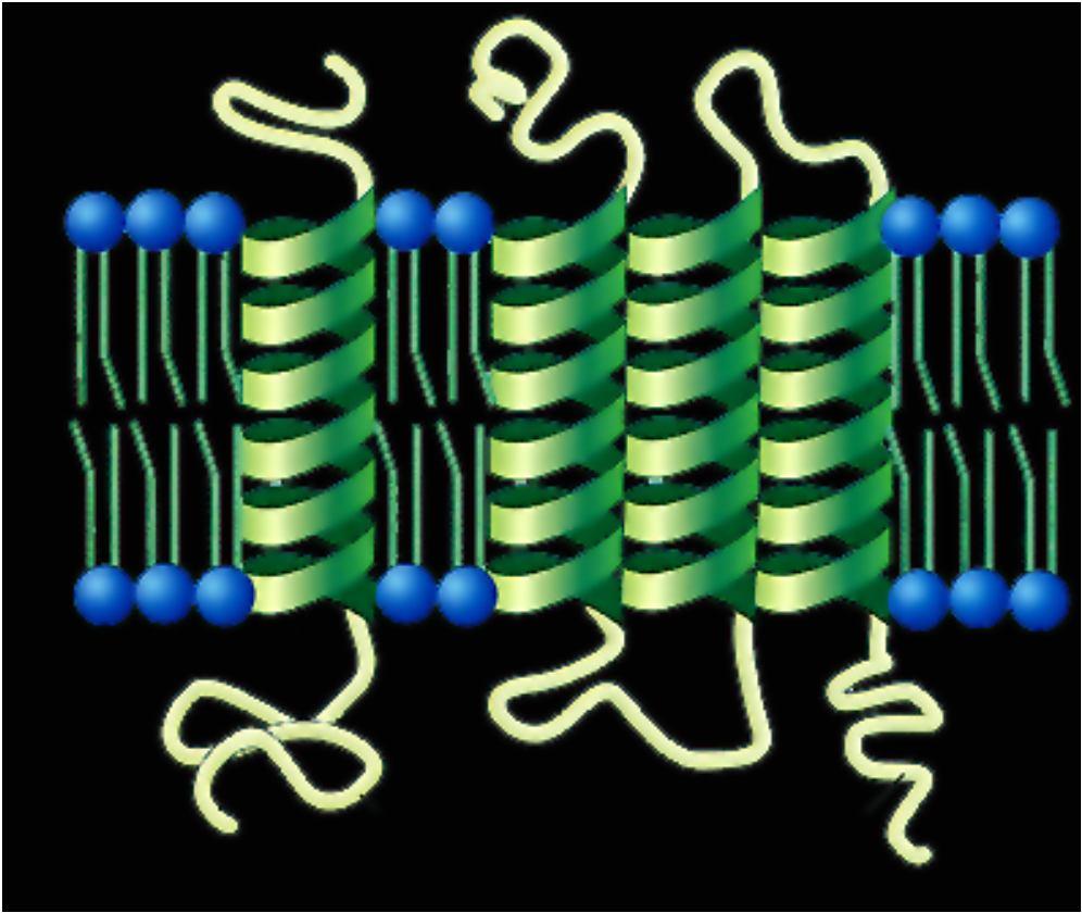 Proteine di membrana Proteine Intrinseche (integrali o transmembrana) Strettamente associate