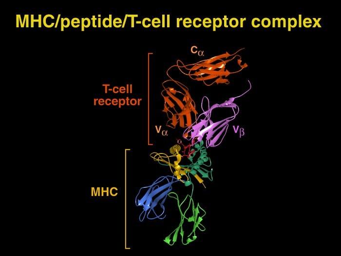 Il riconoscimento dei complessi MHC-peptide è mediato dalle CDR presenti nella catena alfa