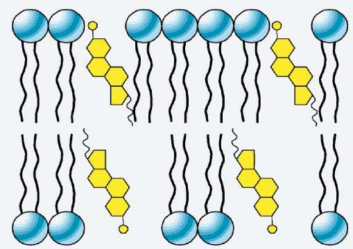 Funzioni degli steroidi : 1.