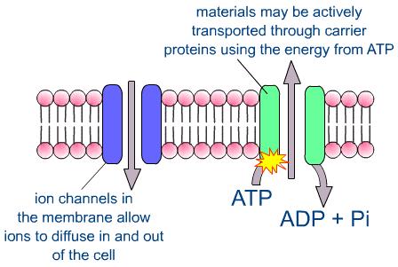 Funzioni delle proteine 2.