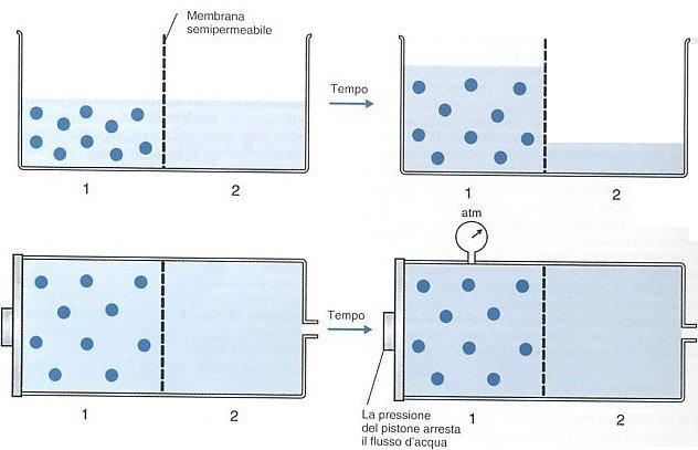 Pressione osmotica: spinge l acqua (solvente) dal lato della membrana in cui vi sono più soluti (ioni/ biomolecole) rispetto che acqua.