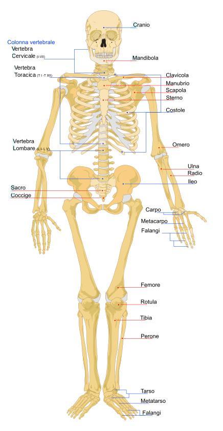 Il sistema muscolo-scheletrico fornisce forma, supporto, stabilità e movimento al corpo, oltre che la protezione degli organi vitali.