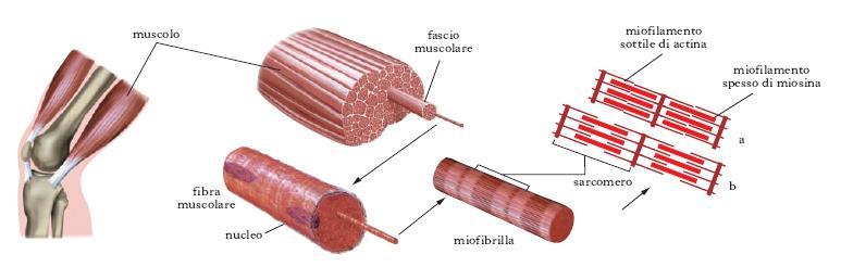 Sistema muscolare Insieme al sistema scheletrico forma l'apparato locomotore, di cui è la parte attiva.