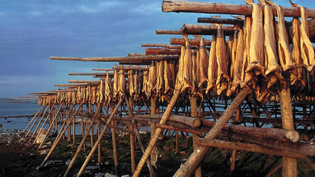 La pesca del merluzzo e gli stoccafissi Erano anche abili pescatori.