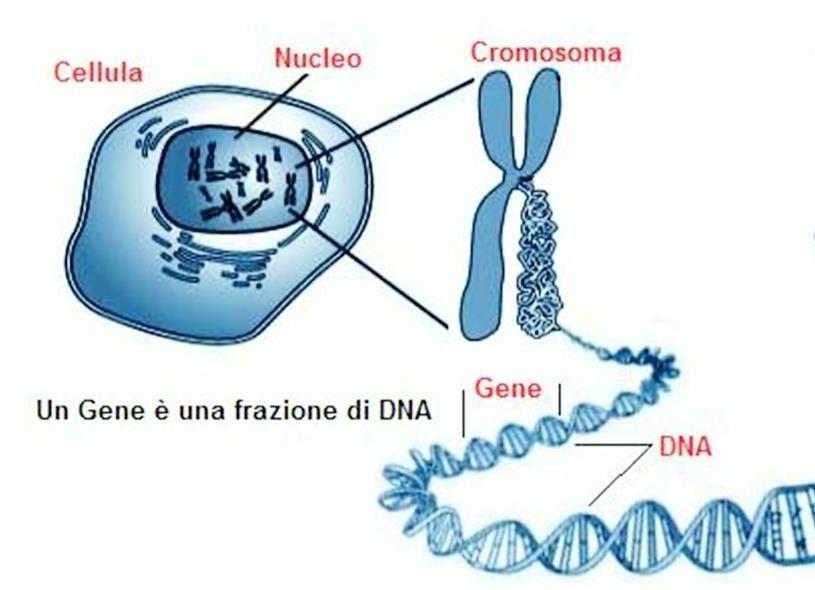 La sindrome emolitico uremica atipica 7 Cos è un gene? l nostro corpo è fatto di milioni di cellule. La maggior parte delle cellule contengono un corredo completo di geni.