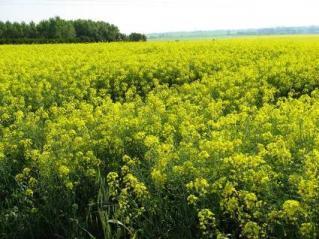 L importanza della bioenergia La bioenergia è una fonte rinnovabile continua