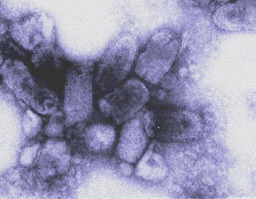 Struttura del virione Simmetria elicoidale I virus animali a simmetria elicoidale sono tutti provvisti di