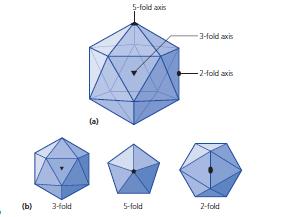 Struttura del virione Particelle virali isometriche, simmetria icosaedrica L icosaedro è un solido con 20 facce triangolari e 12 vertici; È un involucro chiuso (il capside elicoidale è una struttura