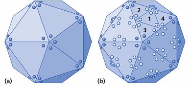 Struttura del virione Simmetria Icosaedrica La maggior parte degli altri virus con capside a simmetria icosaedrica hanno più di 60 protomeri Numero di triangolazione (T).