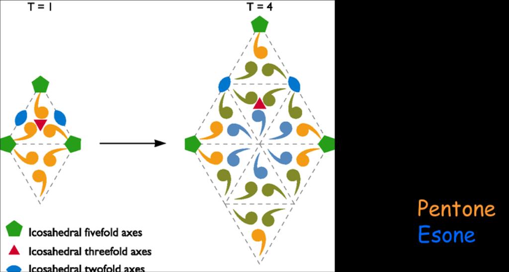 Struttura del virione Simmetria Icosaedrica Principio di semi-equivalenza: quando la stessa unità strutturale o