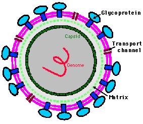 Struttura del virione Involucro pericapsidico (envelope) Al doppio strato lipidico derivato dalle membrane cellulari sono associate proteine virus-specifiche