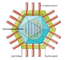 Struttura del virione Involucro