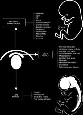 Derivati della cresta neurale -