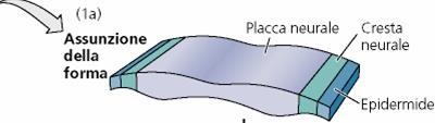 inducono le cellule dell ectoderma soprastante ad assumere una forma colonnare (almeno il 50% dell ectoderma viene compreso nella