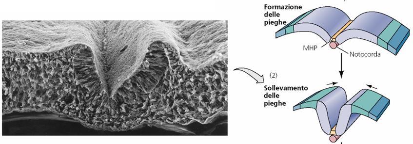 INCURVAMENTO DELLA PLACCA NEURALE Cellule del punto cardine mediale aderiscono alla notocorda formando un solco.