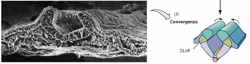 CONVERGENZA DELLE PIEGHE NEURALI In seguito compaiono altre 2 regioni cardine: punti cardine dorso-laterali, ancorate all ectoderma superficiale delle pliche neurali.