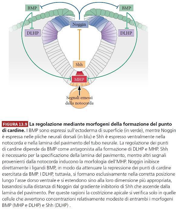 BMP, Nogging, Shh Morfogeni che regolano la corretta formazione di MHP e DLHP BMP inibisce formazione MHP e DLHP Nogging inibisce BMP, favorendo formazione DLHP Shh impedisce