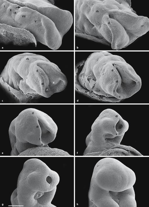 Closure of the rostral neuropore in pig embryos in three phases: a e the dorsal folds slowly align and then close instantaneously;d f the dorsolateral folds close zipper-like in caudorostral