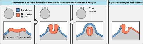 ESPRESSIONE DIFFERENZIALE DELLE PROTEINE DI ADESIONE E-CADERINE / N-CADERINE DURANTE LA NEURULAZIONE Quando il tubo neurale si forma le cellule che lo costituiranno smettono di esprimere E-caderina e