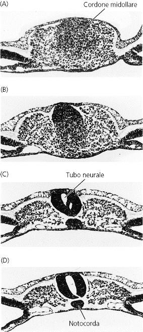 POLLO NEURULAZIONE SECONDARIA Comporta l addensamento di cellule mesenchimali a formare un cordone midollare al di sotto dell ectoderma superficiale che