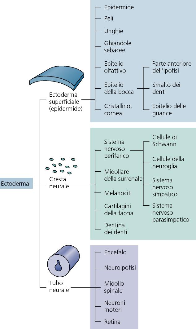 PRINCIPALI DERIVATI DEL FOGLIETTO EMBRIONALE ECTODERMICO Il processo di neurulazione primaria suddivide l ectoderma originario in 3 serie di cellule: 1.