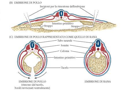 Diverse modalità di segmentazione e gastrulazione, ma alla fine i rapporti spaziali tra i foglietti embrionali