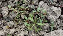 ) Correggiola (Polygonum aviculare) Erba morella (Solanum nigrum) Persicaria (Persicaria lapathifolia)