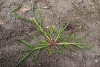 crus-galli) Sanguinella (Digitaria sanguinalis) Sorghetta da seme (Sorghum halepense) In