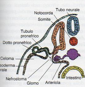 MESONEFRO PRONEFRO Mesod erma laterale Tratto della regione apicale del