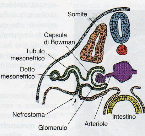 In genere nei nefroni del mesonefro il nefrostoma si chiude.