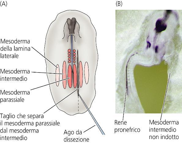 SPECIFICAZIONE DEL MESODERMA INTERMEDIO Il mesoderma intermedio acquisisce la capacità di formare reni grazie a segnali ancora poco conosciuti provenienti dal mesoderma parassiale.