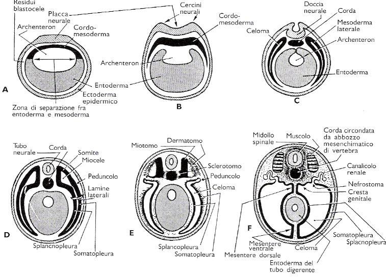 Le gonadi si sviluppano da regioni pari del mesoderma intermedio e si formano in posizione adiacente ai reni (mesonefro