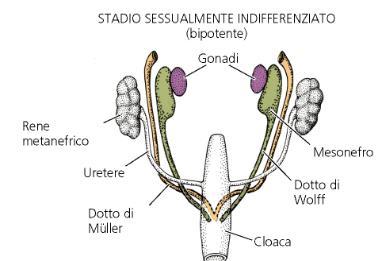 mesoderma laterale origina il dotto di Muller -A partire dalla 7