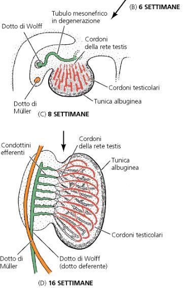 SVILUPPO TESTICOLO Se l embrione è XY i cordoni sessuali proliferano, perdono la connessione con l epitelio corticale e si sviluppano nei tubuli seminiferi e nella rete testis Successivamente la rete