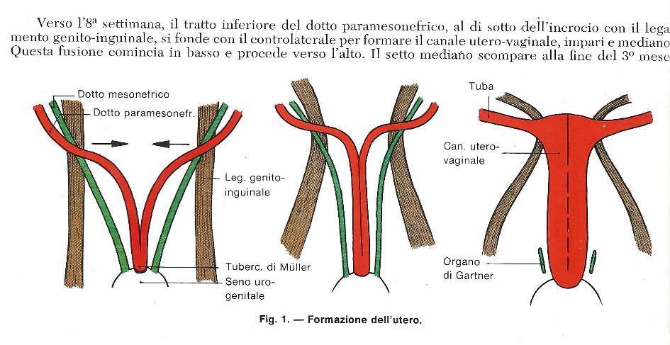 A livello della zona di contatto tra tubercolo