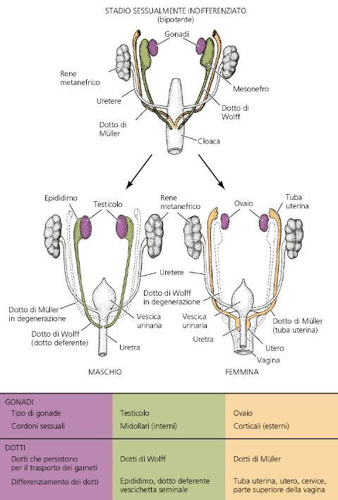 L EMBRIONE HA FENOTIPO FEMMINILE Se manca il cromosoma Y gli abbozzi delle gonadi si sviluppano in ovaio Cromosoma Y.