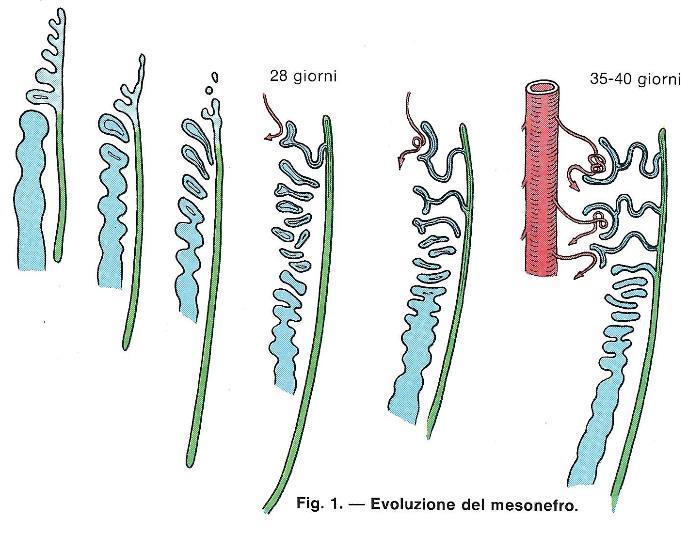 Evoluzione del mesonefro - Nefrotomo pieno - Vescicola nefrotomiale - allungamento della vescicola in tubulo - rigonfiamento della estremità del tubulo a formare una camera