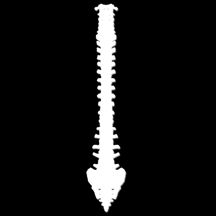 lombari Lordosi lombare 5 vertebre sacrali (fuse) Cifosi