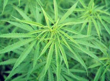 Anche i cannabinoidi, marijuana e hashish, sono vietati nelle