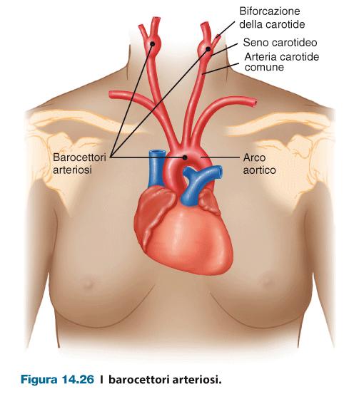 Controllo nervoso della media Barocettori : sensori di stiramento, tonicamente attivi, localizzati nelle pareti delle arterie carotidi e dell aorta, misurano la pressione del sangue diretto all