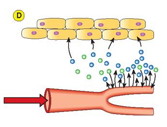 flusso sanguigno determina un aumento di CO 2 extracellulare.